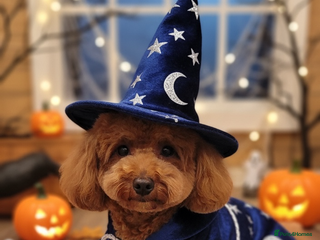 Toy Poodle dogs in Telford - Advert 13