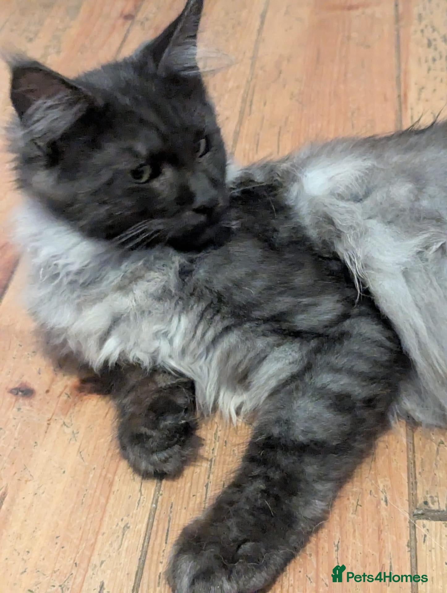 Maine Coon cats Maine coon Male - Advert 8