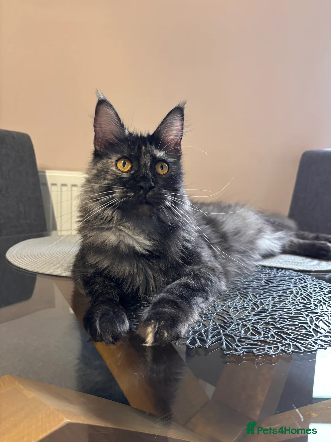 Maine Coon cats for sale: 💕GCCF Stunning Gorgeous Female For sale💕 - Advert 1