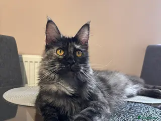 Maine Coon cats 💕GCCF Stunning Gorgeous Female For sale💕 - Advert 11