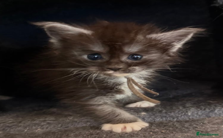 Maine Coon cats - Advert 16