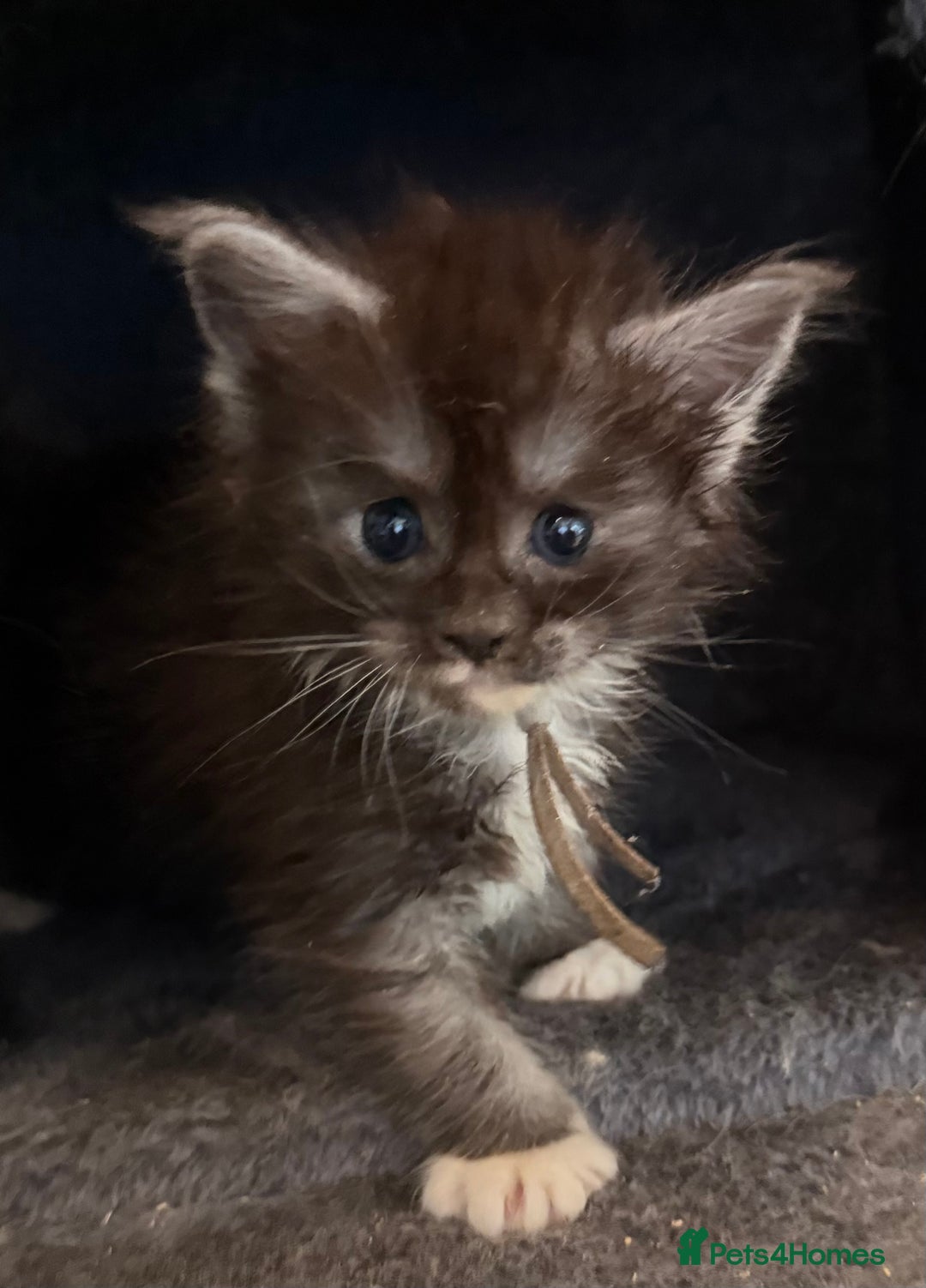 Maine Coon cats for sale: TICA registered russian poly and non poly kittens - Image 3