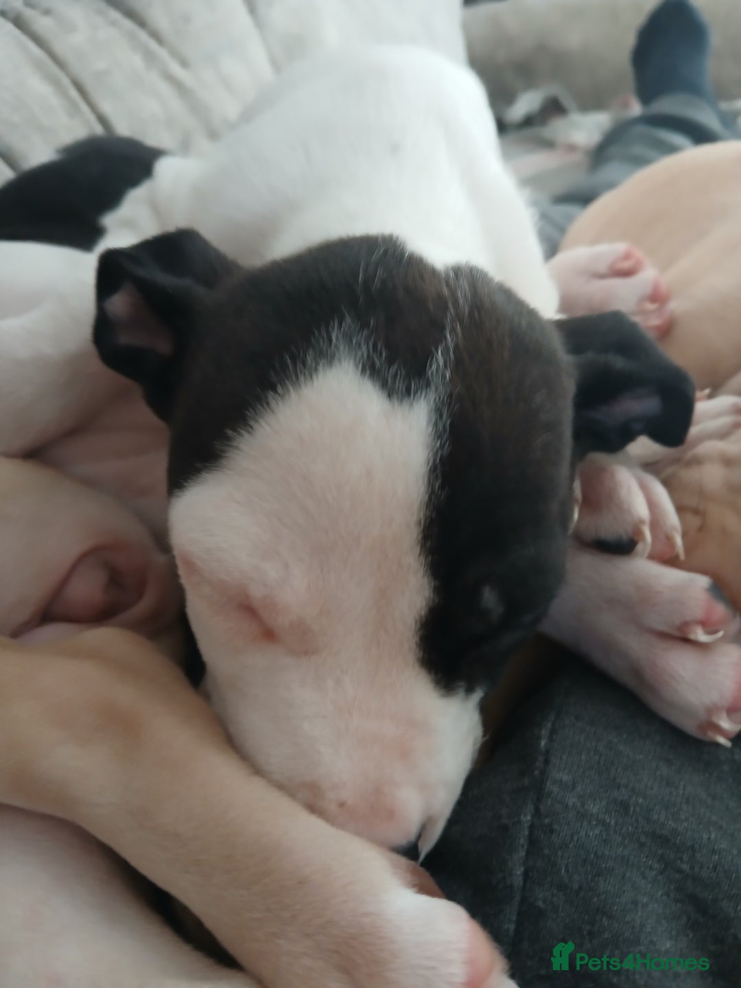 Mixed Breed dogs for sale: Puppies for sale  - Advert 6