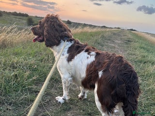 English Springer Spaniel dogs - Advert 1