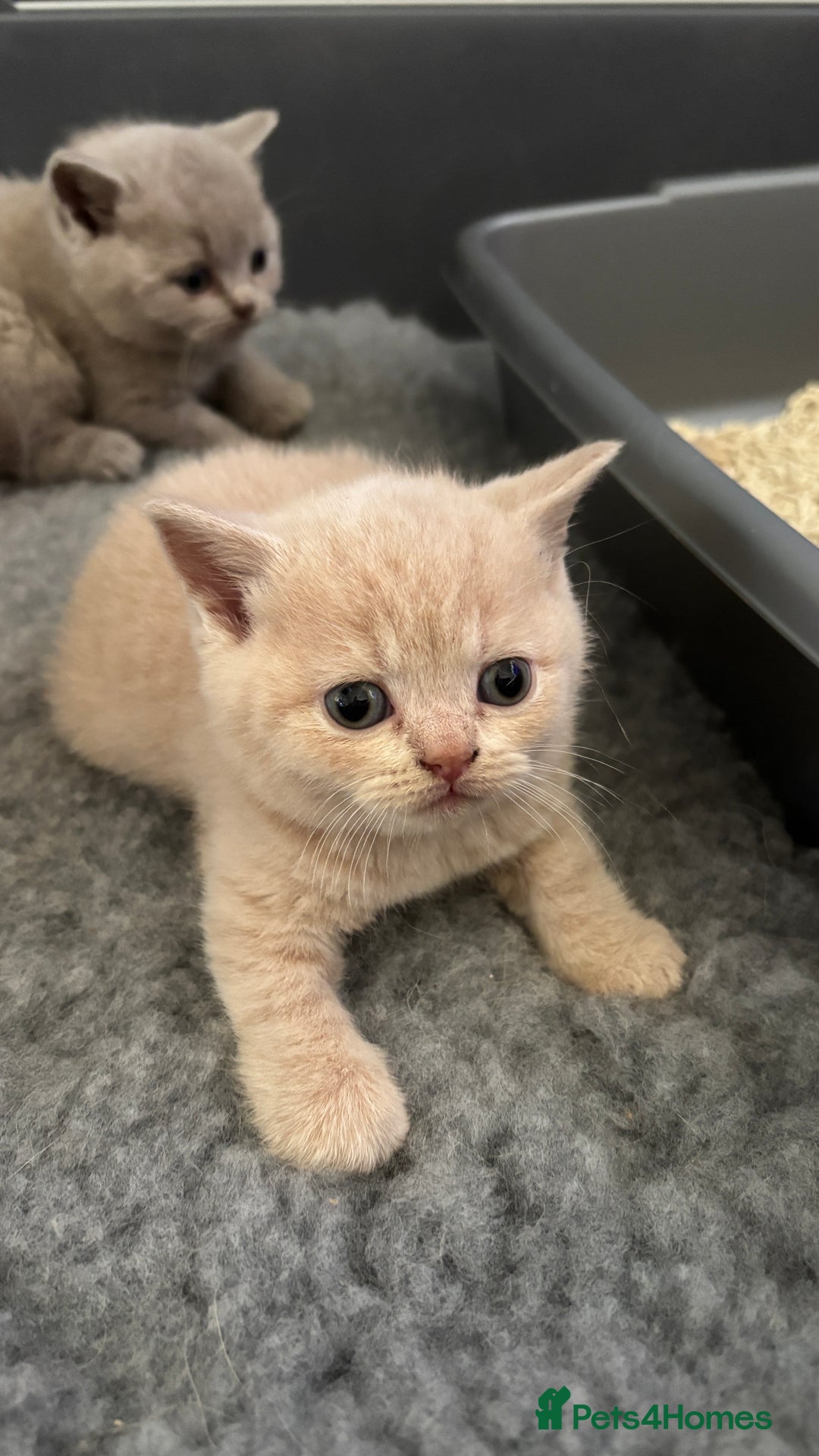British Shorthair cats for sale: British Shorthair kittens - Image 5
