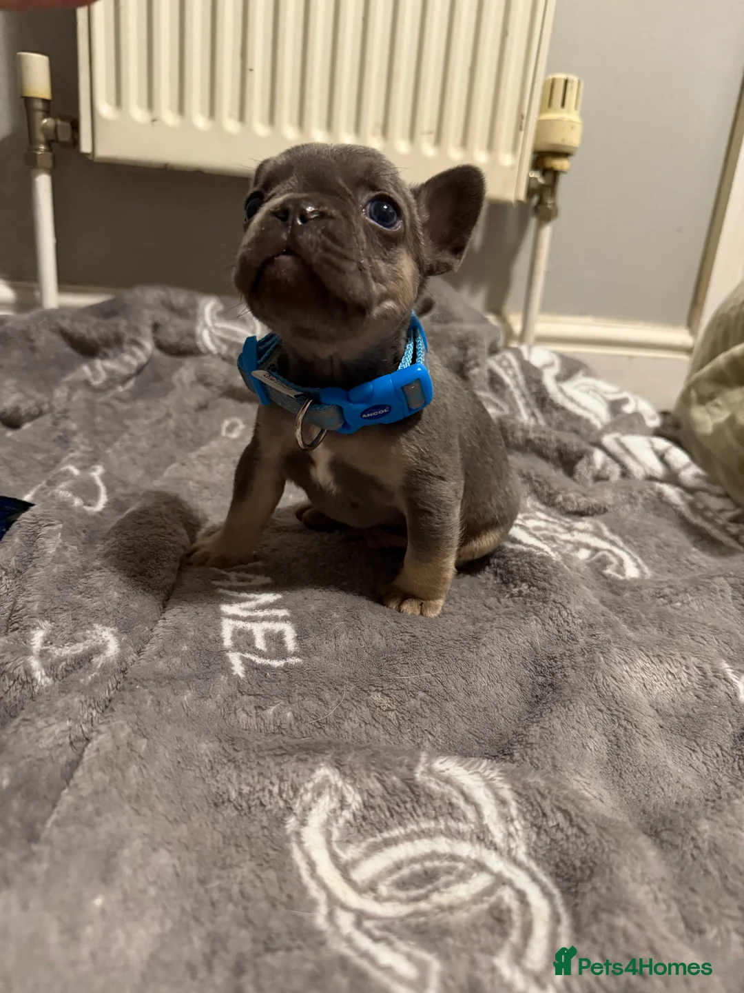 French Bulldog dogs for sale: French bulldogs  - Advert 32