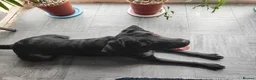 Labrador Retriever dogs for sale: Labrador Boy “Onix” Looking for His Forever Home - Advert 4