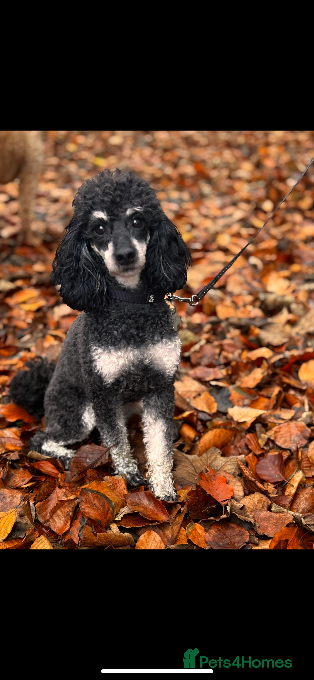 Toy Poodle dogs for sale: KC Show Toy Poodles for sale  - Advert 4