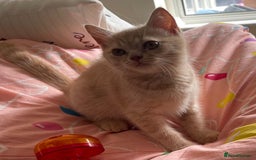 British Shorthair cats for sale: Beautiful 5th generation British shorthair kittens - Image 5