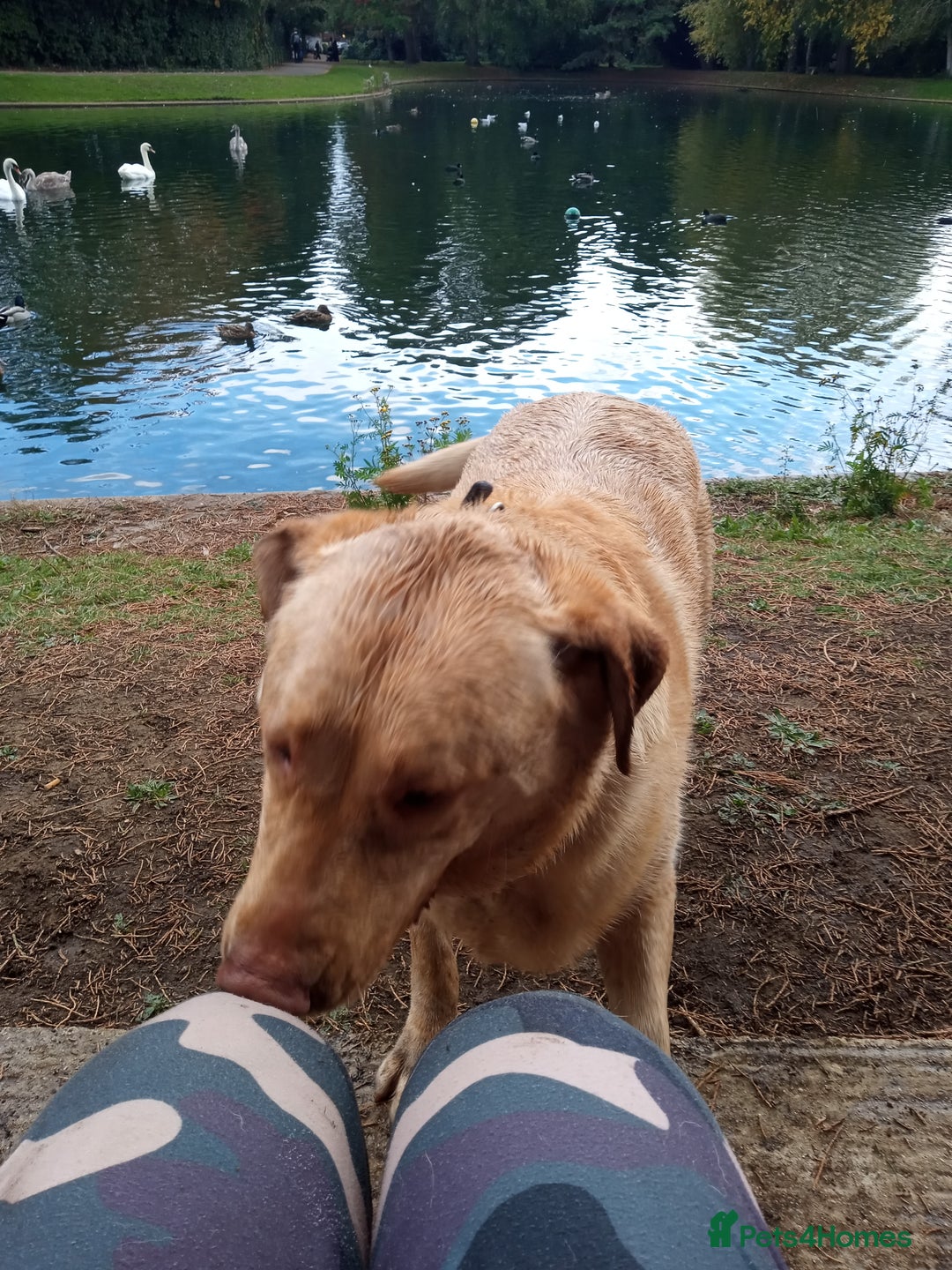 Labrador Retriever dogs for sale: Lucky - Image 1
