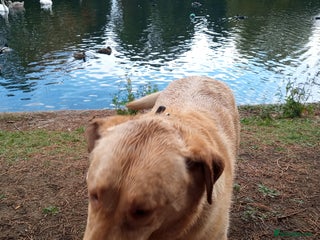 Labrador Retriever dogs - Advert 13