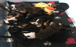 Olde English Bulldogge dogs for sale: Olde english bulldogge puppies  - Advert 10