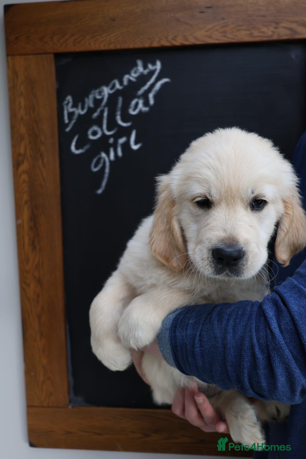 Golden Retriever dogs Amazing Golden Retriever Puppies - Advert 2