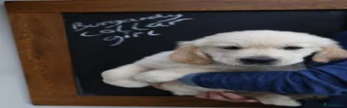 Golden Retriever 8