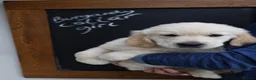Golden Retriever dogs for sale: Amazing Golden Retriever Puppies - Advert 2