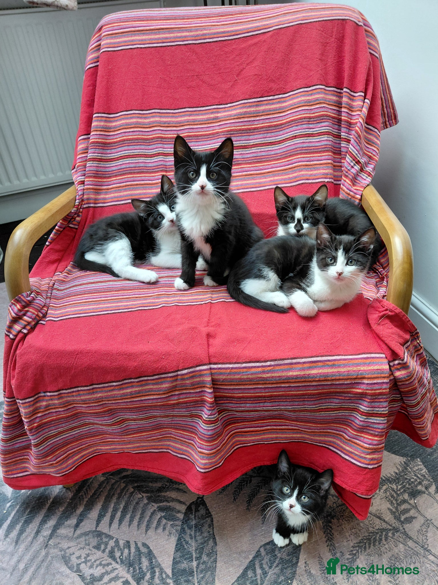 Mixed Breed cats 5 tuxedo kitten 9 weeks - Advert 1