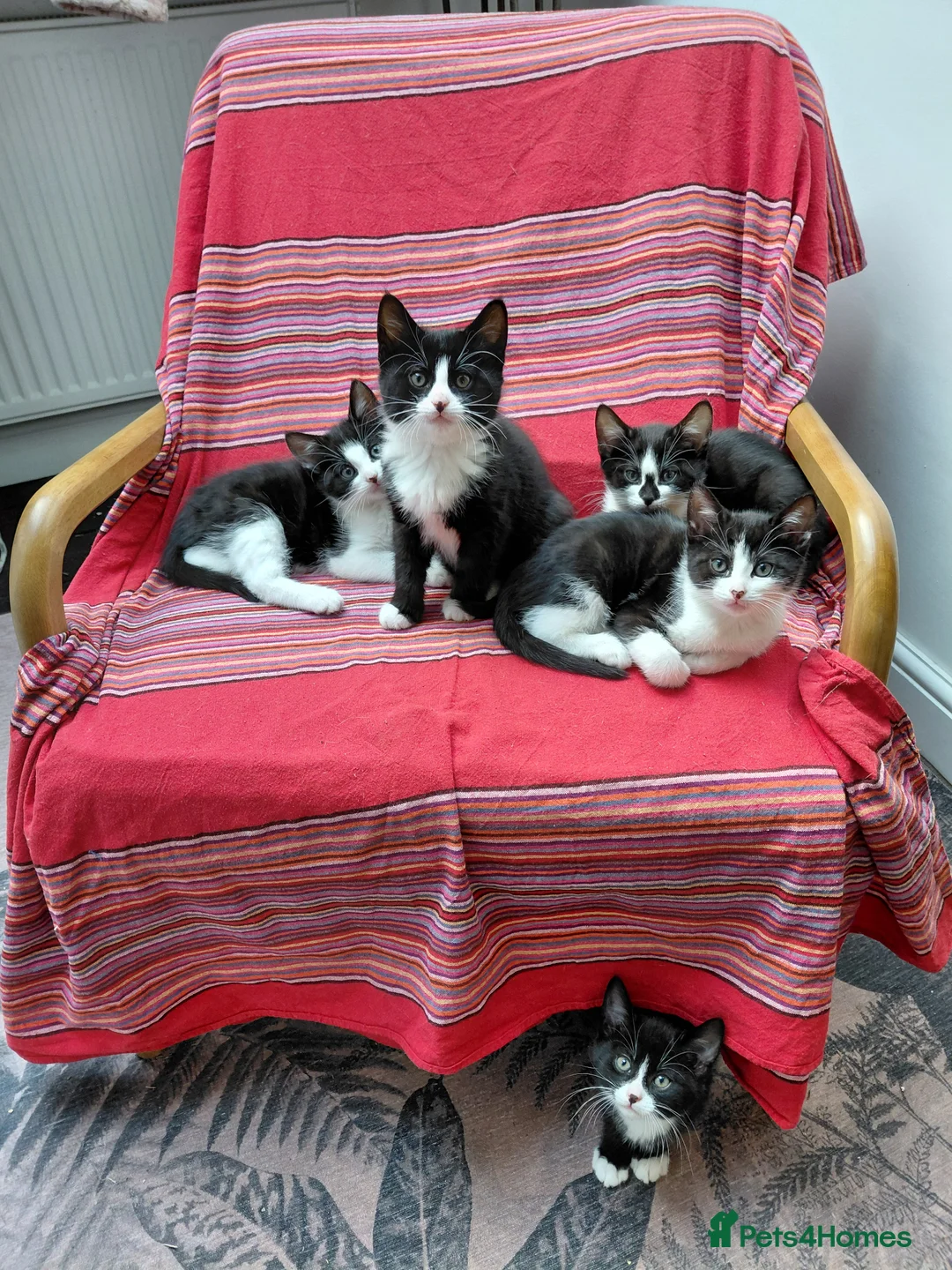 Mixed Breed cats for sale: 5 tuxedo kitten 9 weeks in Romford - Advert 1