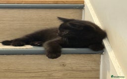 Mixed Breed cats for sale: British shorthair cross kittens  - Image 5