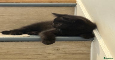 Mixed Breed cats - Advert 1