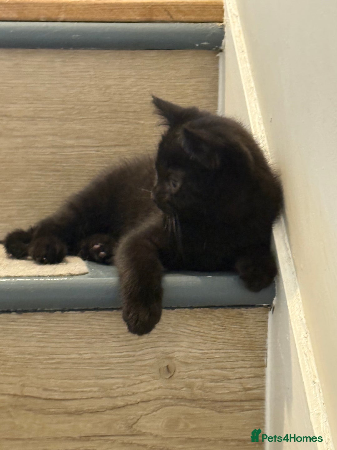 Mixed Breed cats for sale: British shorthair cross kittens  - Image 5