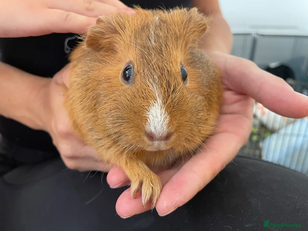 Guinea Pig rodents for sale: Guinea pigs  in Maidstone - Advert 7