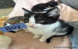 American Shorthair cats for sale: Cute playful kittens  - Image 2