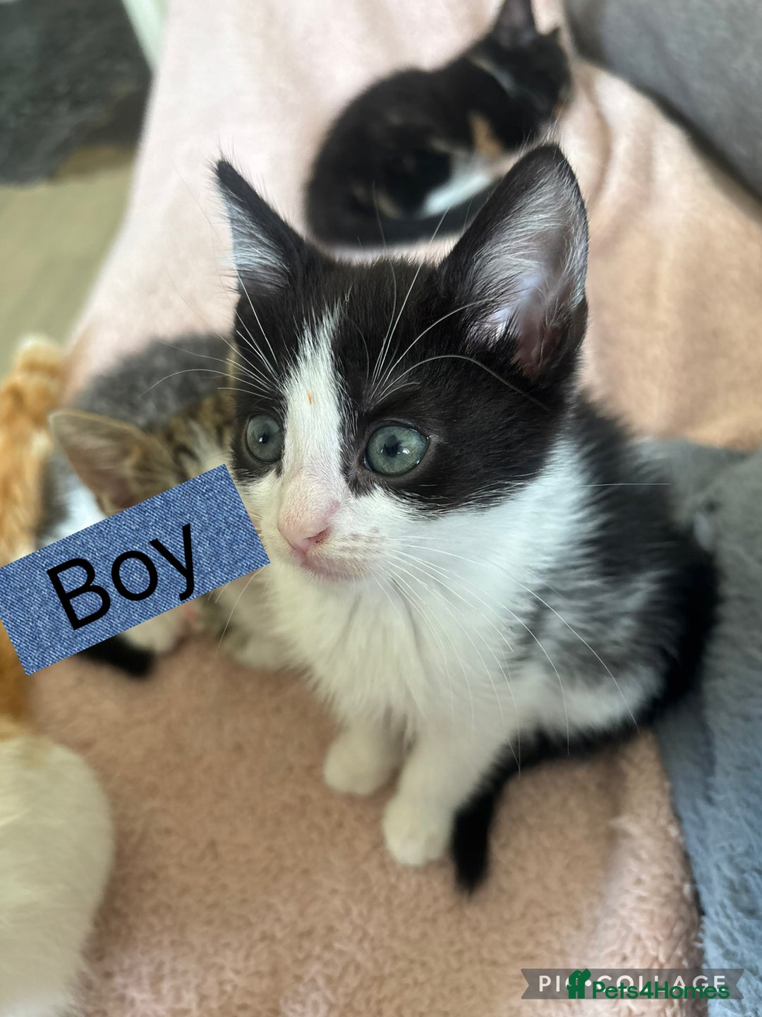 American Shorthair cats for sale: Cute playful kittens  - Image 2