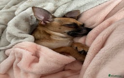 Chihuahua dogs for sale: Bagel is looking for her forever home ❤️ in Leicester - Image 2