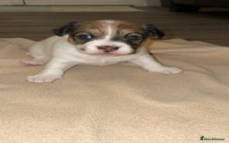 Mixed Breed dogs for sale: Puppies  - Image 3