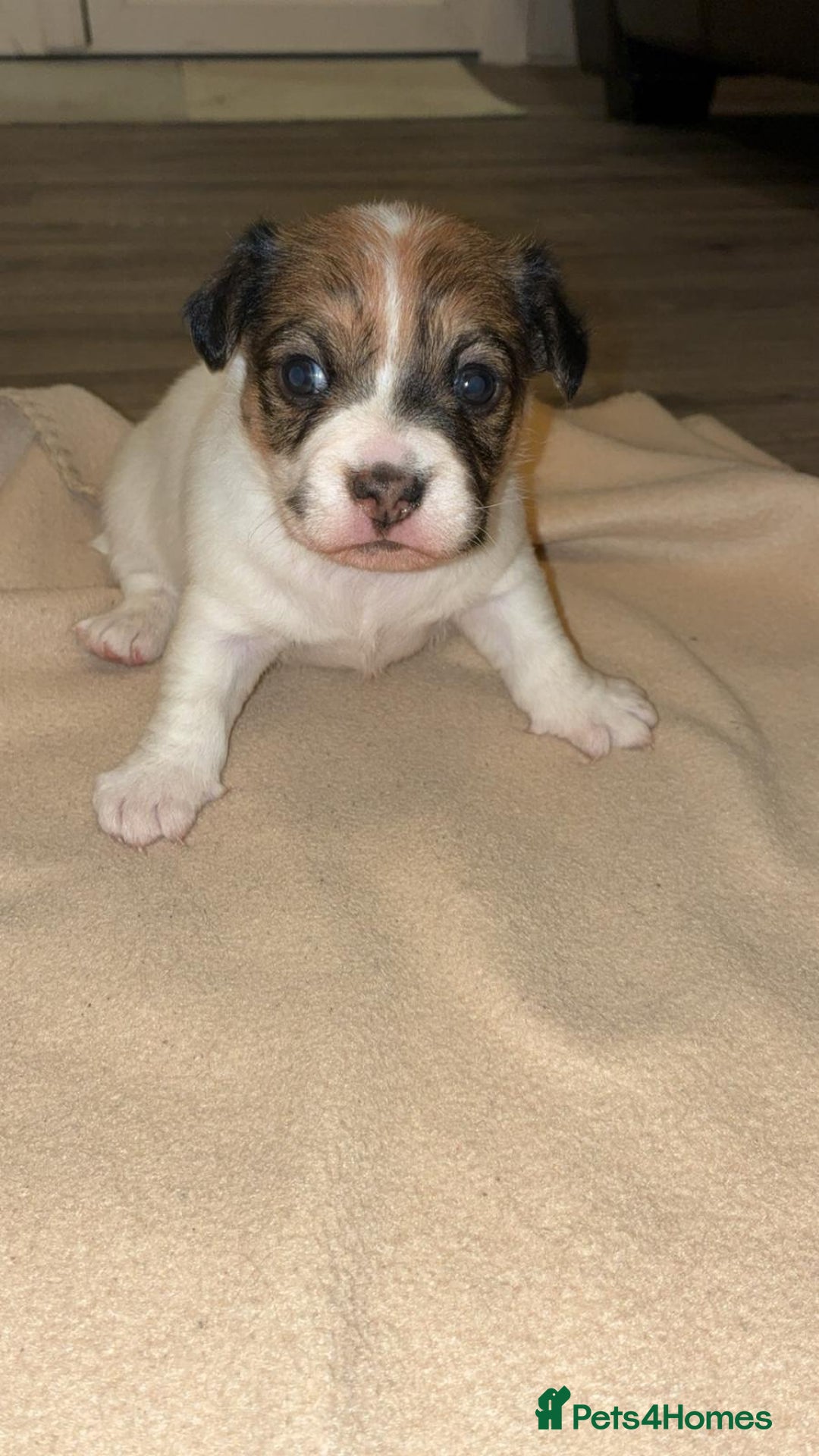 Mixed Breed dogs for sale: Puppies  - Image 3