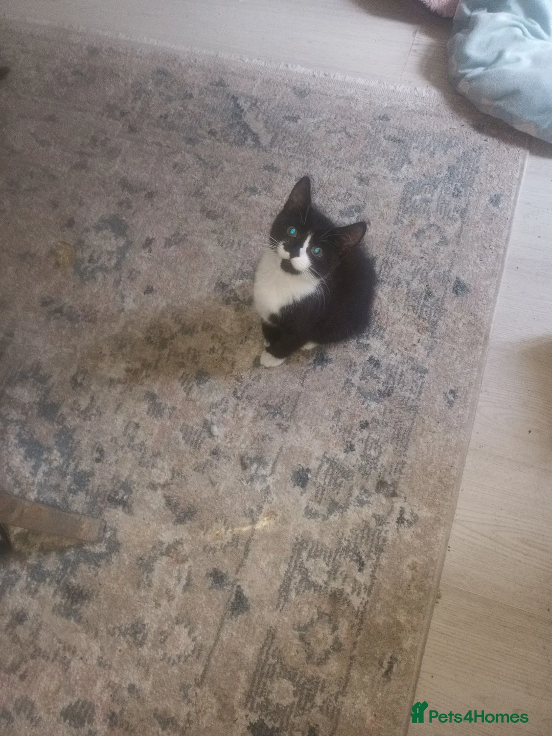 Mixed Breed cats for sale: Mum is siamese cross Bengal  - Advert 6