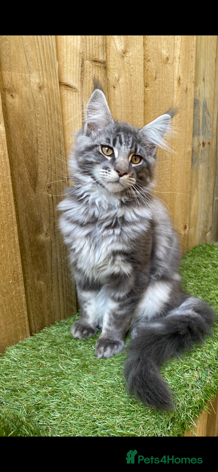 Maine Coon cats for sale: Tica boys available  - Advert 8