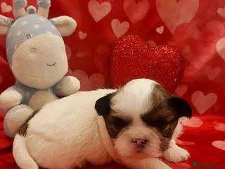 Shih Tzu dogs Imperial Shih Tzu puppie - Advert 3