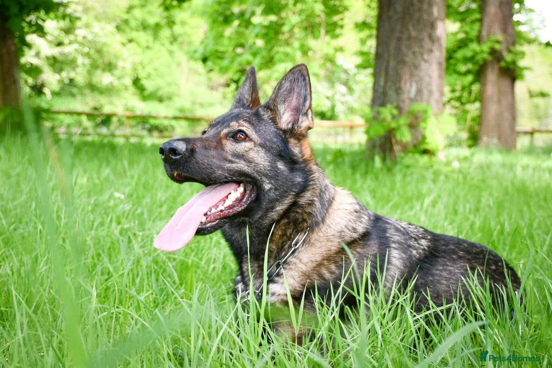 German Shepherd dogs for sale: Stunning German Shepard Litter On Their Way - Image 16