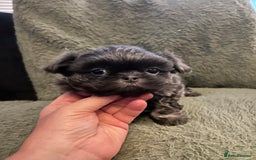 Shih Tzu dogs for sale: A lovely litter of Shih Tzu pups - Image 13