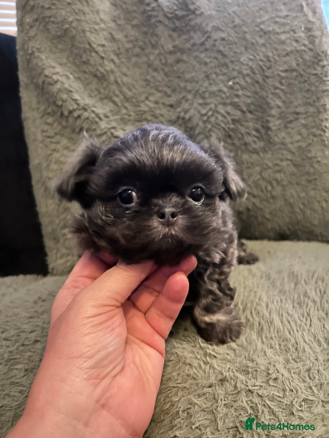 Shih Tzu dogs for sale: A lovely litter of Shih Tzu pups - Image 13