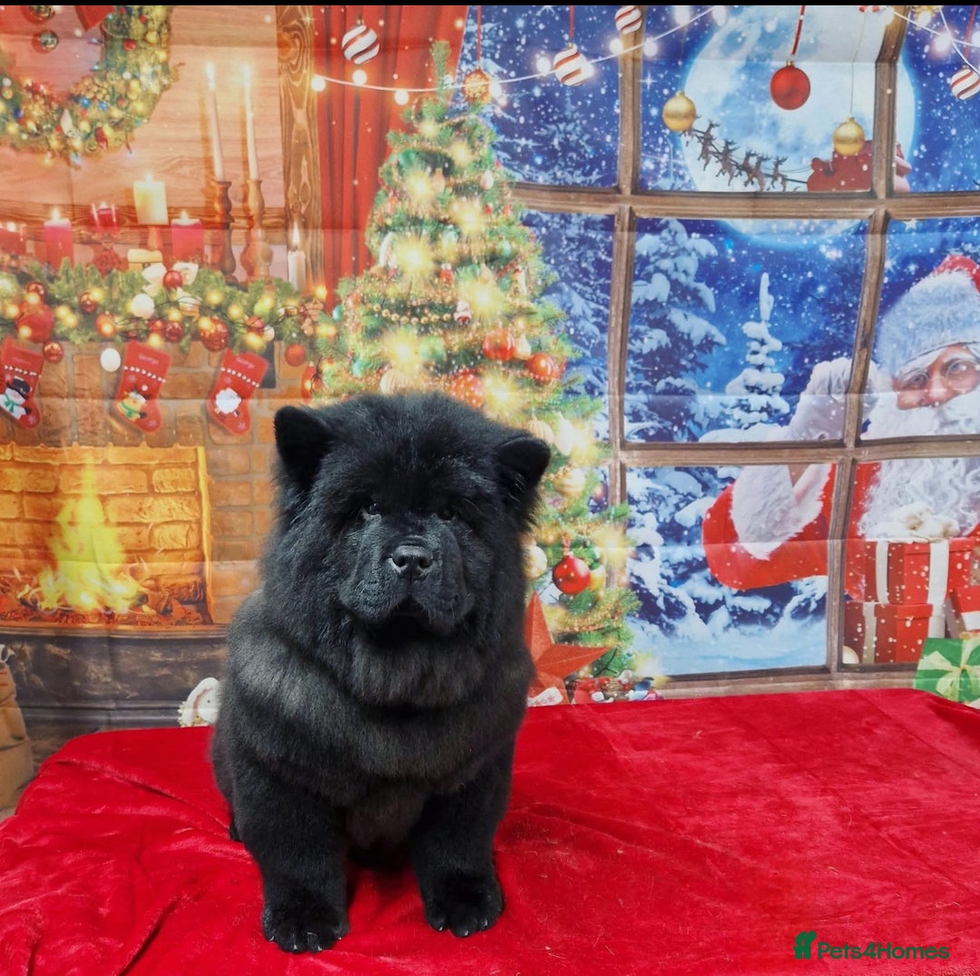 Chow Chow dogs for sale: Big bear  - Image 9