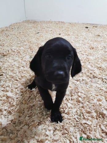 Springador Dogs Breed - Information, Temperament, Size & Price | Pets4Homes