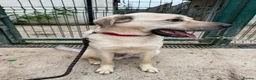 Mixed Breed dogs for adoption: 💙RUFUS💙 Misunderstood Soul Fading In Kennels  in Spalding - Advert 9