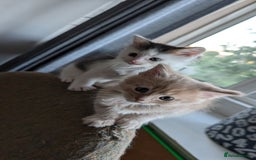Maine Coon cats for sale: Maine Coon kittens available to loving homes 💖 - Image 8