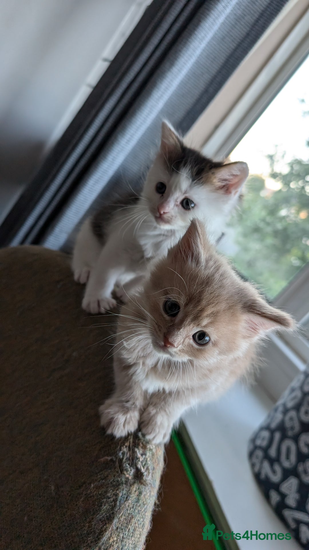 Maine Coon cats for sale: Maine Coon kittens available to loving homes 💖 - Image 8