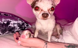 Chihuahua dogs for sale: 🐶 xxs Stunning pure chihuahua pups 🐶 - Image 30