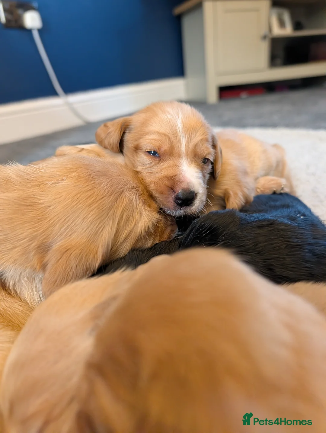 Cockerdor dogs for sale: Gorgeous F1 Cockerdor puppies for Sale in Ashbourne - Advert 1