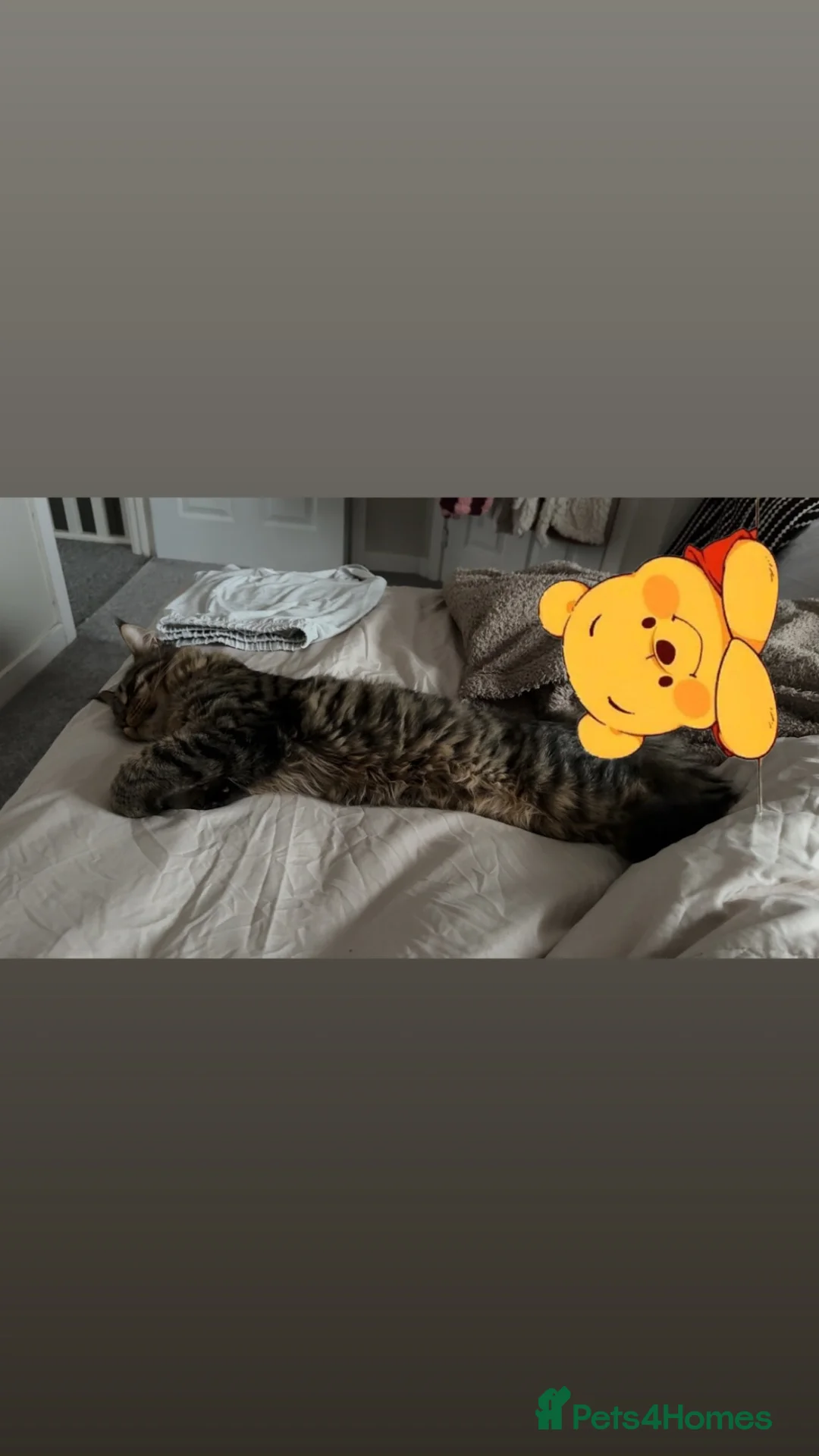 Maine Coon cats for sale: Maine coon cross for sale  in Nottingham - Advert 4