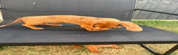 Miniature Dachshund dogs for sale: Stunning KC Miniature Dachshunds - Advert 17