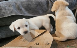 Labrador Retriever dogs for sale: Beautiful litter of yellow labrador retrievers - Image 6