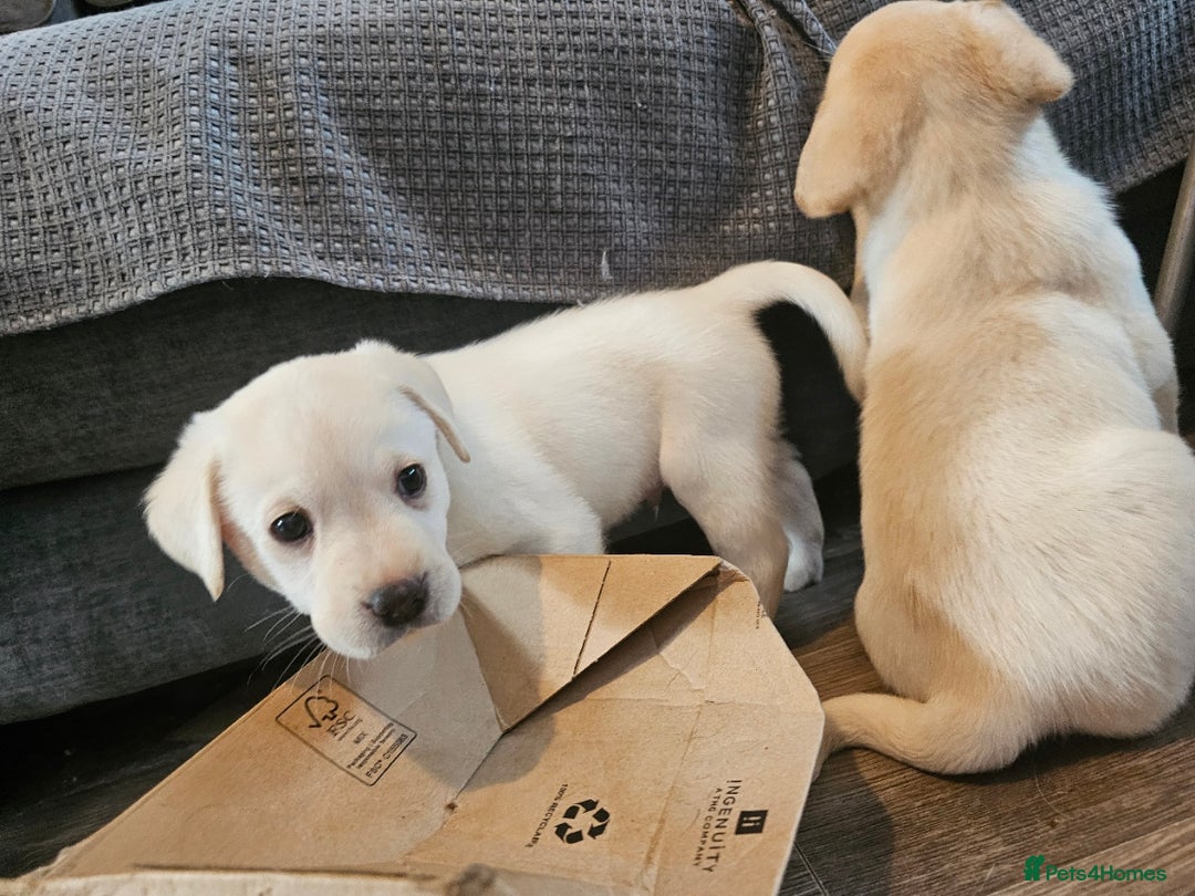 Labrador Retriever dogs for sale: Beautiful litter of yellow labrador retrievers - Image 6