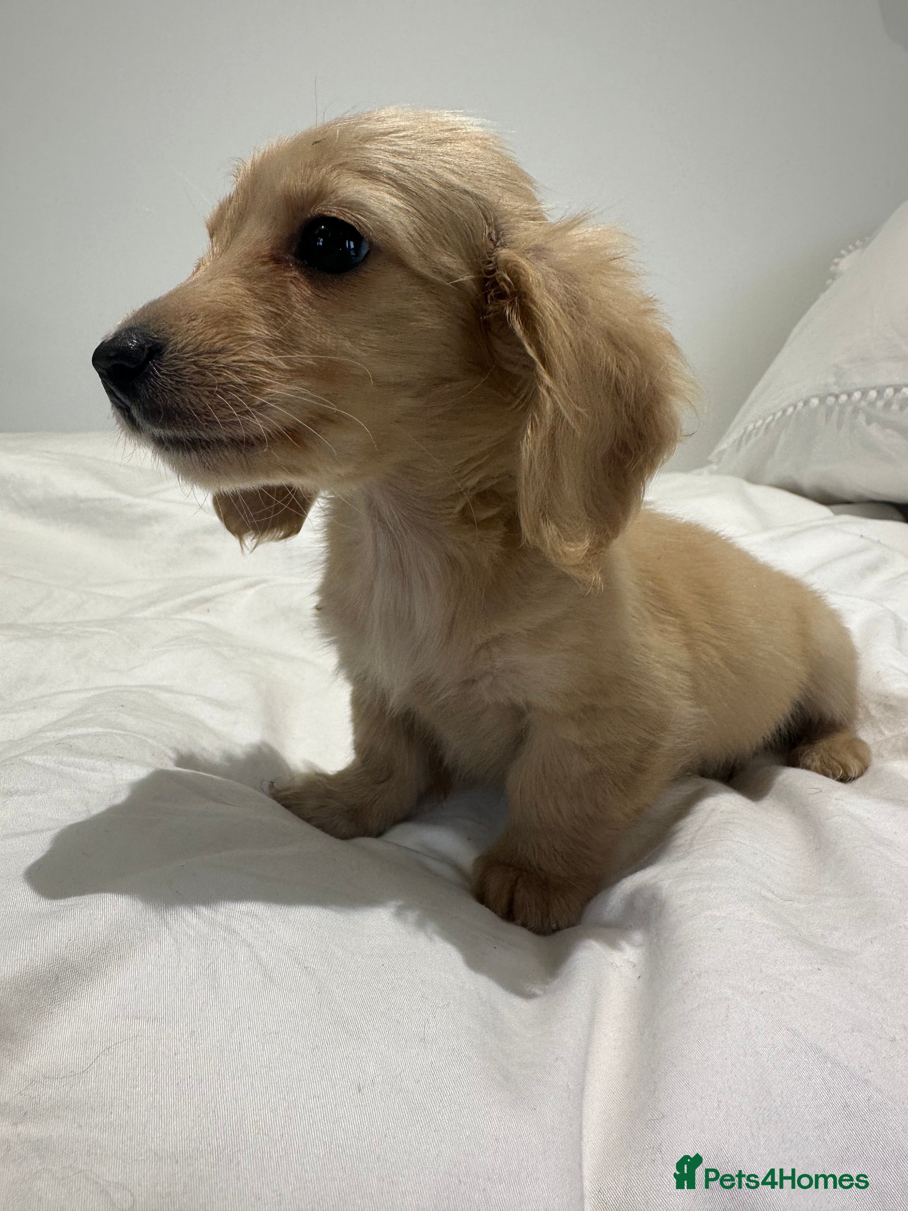 Miniature Dachshund dogs 👑 ✨MINI CREAM LONG HAIRED DACHSHUNDS✨👑 - Advert 1