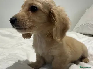 Miniature Dachshund dogs 👑 ✨MINI CREAM LONG HAIRED DACHSHUNDS✨👑 - Advert 1