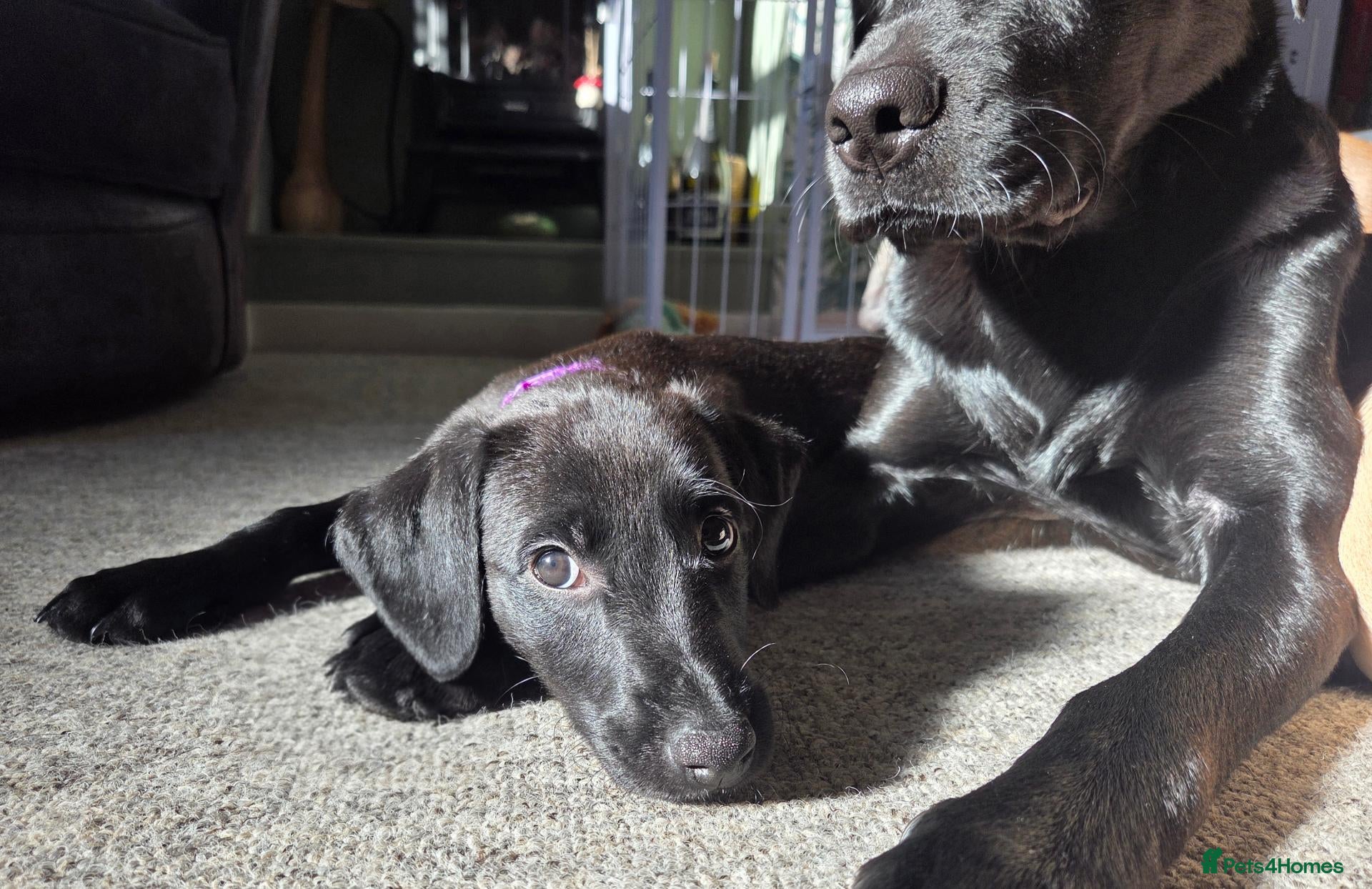 Mixed Breed dogs 🐾 Labrador × Whippet Puppies! 🐾 - Advert 2